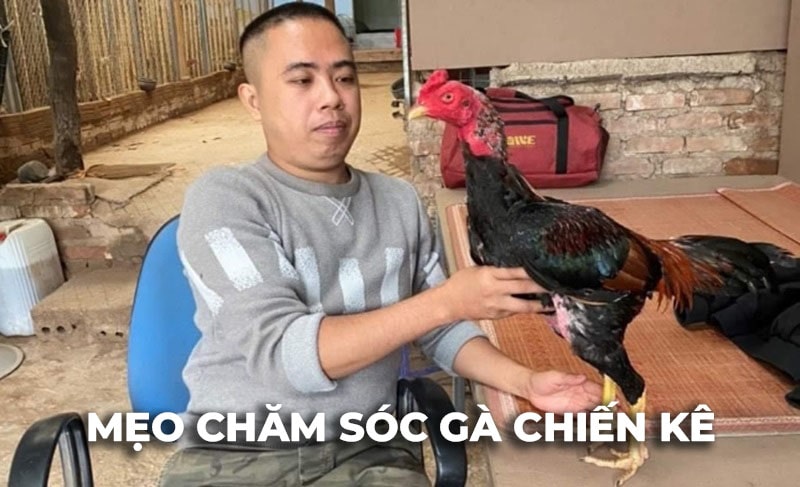 Mẹo chăm sóc Gà Chiến Kê hiệu quả cho người mới