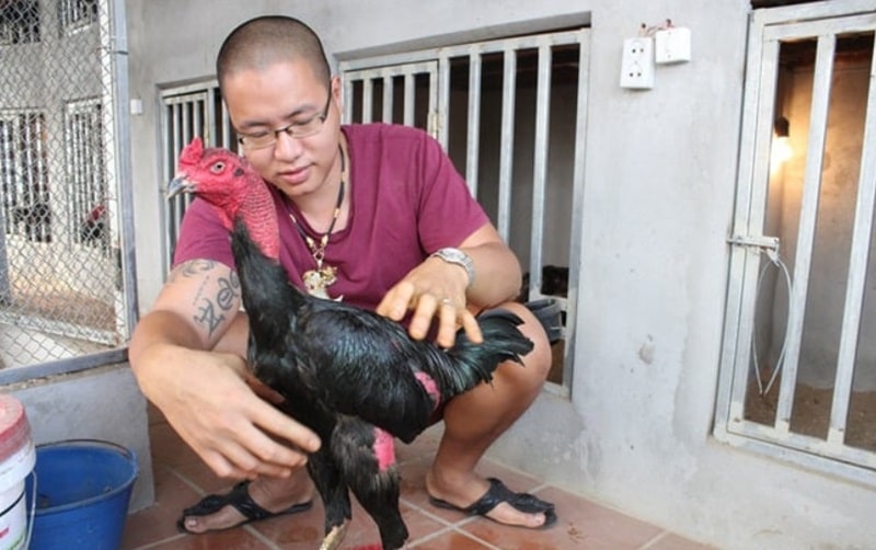 Chế độ ăn uống chuẩn là mẹo chăm sóc gà chiến kê quan trọng nhất