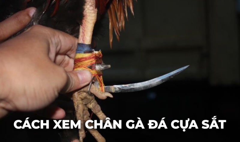 Cách xem chân Gà Đá Cựa Sắt chuẩn xác để lựa chiến kê tốt