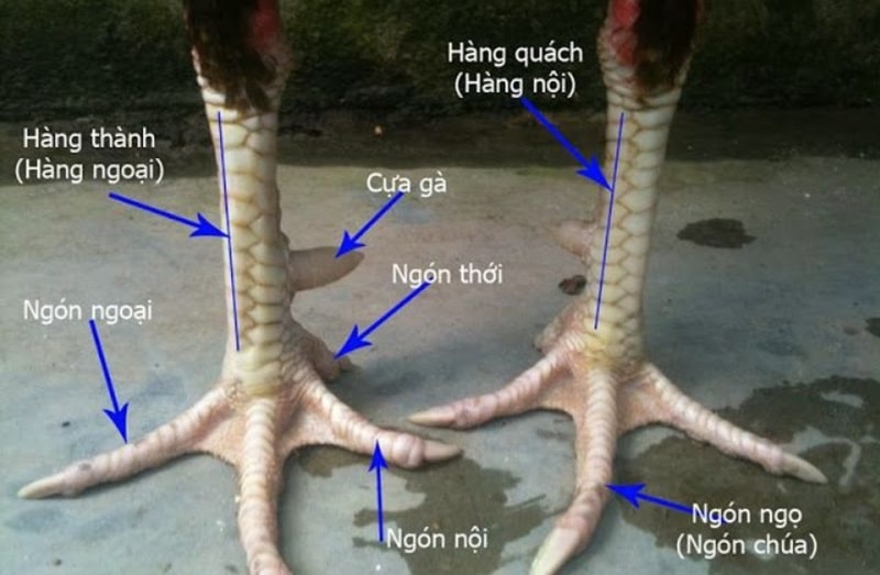 Vảy chân gà đá cựa sắt thể hiện kỹ thuật và đòn đánh