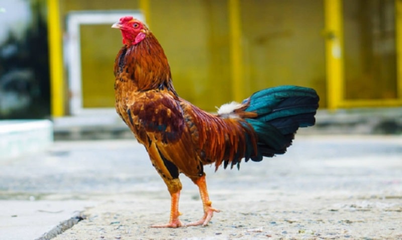 Sư kê cần lưu ý gì về cách xem chân gà đá cựa sắt