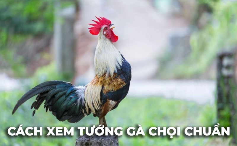 Cách xem tướng gà chọi để chọn chiến kê khỏe, đá hay
